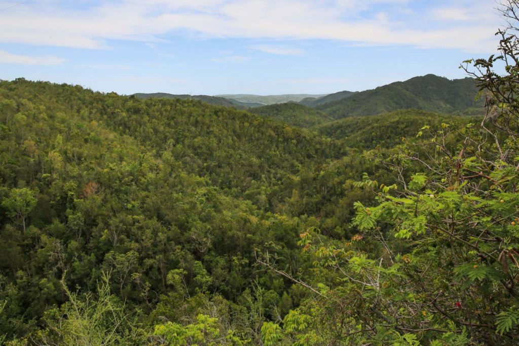 Explorando la Encantadora Sabana Grande: